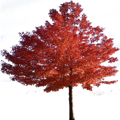 48---AelnlQ6.png